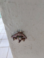Lepidoptera