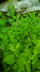 Solidago albopilosa