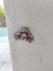 Lepidoptera