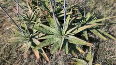 Aloe parvibracteata