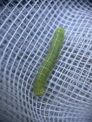 Orthosia cerasi