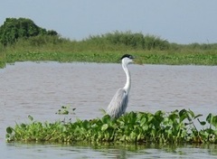 Ardea cocoi