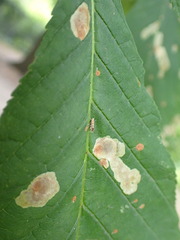 Cameraria ohridella