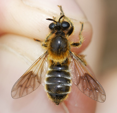 Choerades fuliginosa