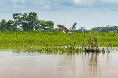 Ardea cocoi