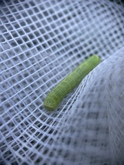 Orthosia cerasi