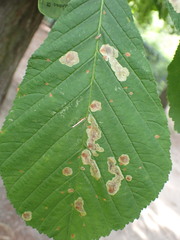 Cameraria ohridella