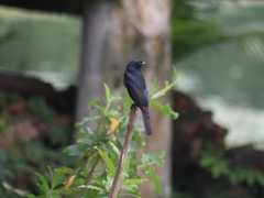 Dicrurus macrocercus
