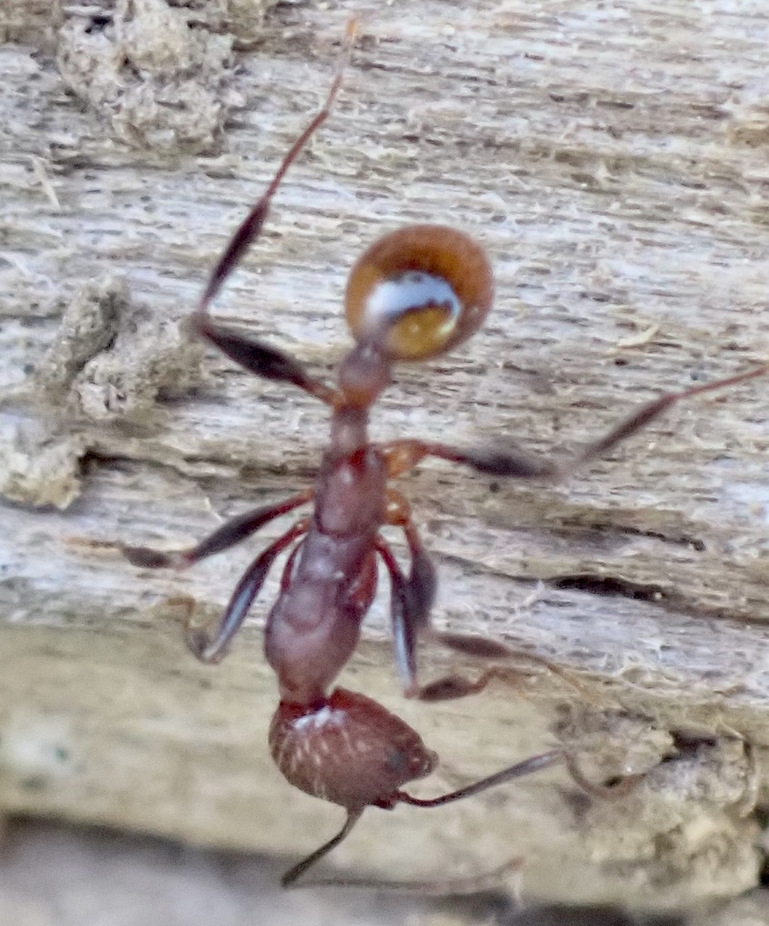 Notched Collared Ant from Eupora, MS, US on June 25, 2022 at 07:46 AM ...