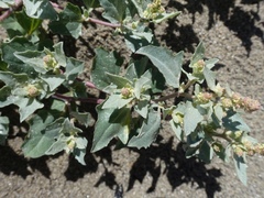Atriplex laciniata