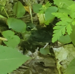 Setophaga caerulescens