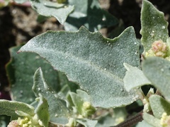 Atriplex laciniata
