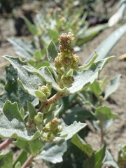 Atriplex laciniata