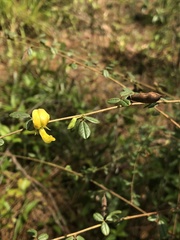 Rhynchosia cytisoides