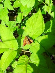 Ochlodes sylvanus