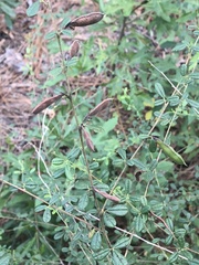 Rhynchosia cytisoides