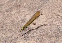 Calopteryx angustipennis