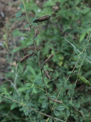 Rhynchosia cytisoides