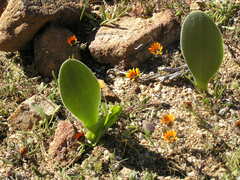 Haemanthus unifoliatus