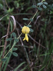 Rhynchosia cytisoides