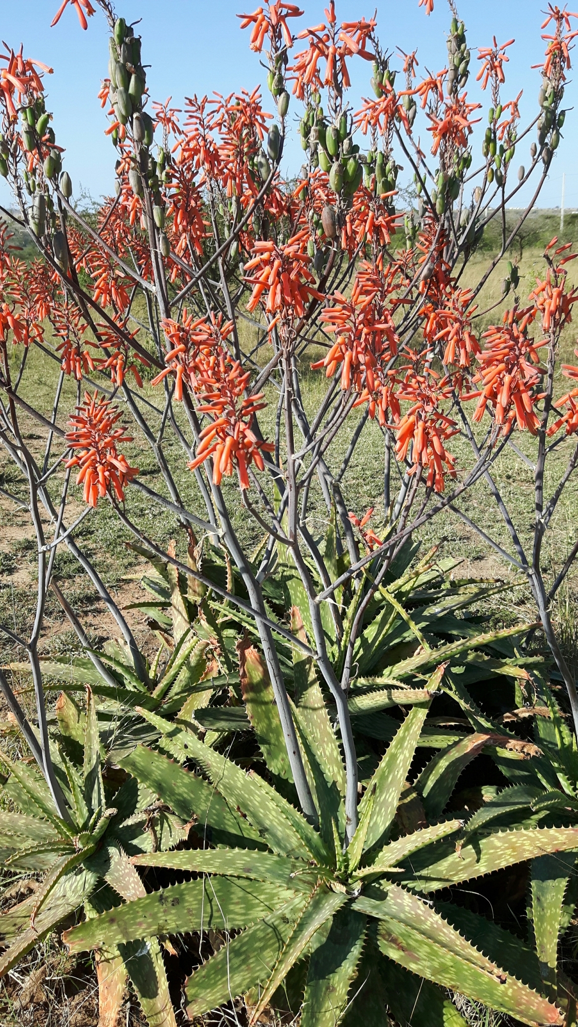Aloe parvibracteata