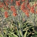 Aloe parvibracteata - Photo (c) Craig Peter, algunos derechos reservados (CC BY-NC), subido por Craig Peter