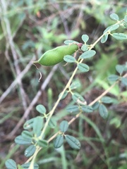 Rhynchosia cytisoides