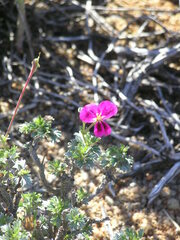 Pelargonium sericifolium