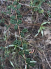 Rhynchosia cytisoides