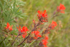 Castilleja hispida hispida