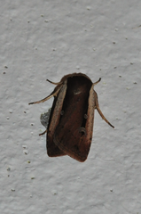 Ochropleura