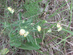 Anthyllis vulneraria polyphylla
