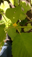 Corchorus siliquosus