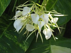 Brassavola