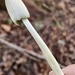 Coprinopsis sylvicola - Photo (c) ym_wang_pnw，保留部份權利CC BY-NC