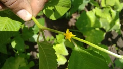 Corchorus siliquosus