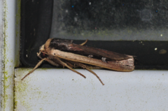 Ochropleura