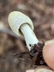 Coprinopsis sylvicola