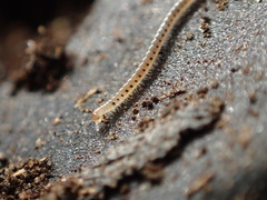 Blaniulidae