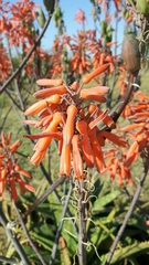 Aloe parvibracteata