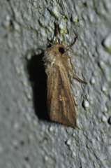 Mythimna infrargyrea