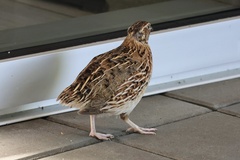 Coturnix japonica