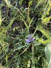 Calochortus uniflorus