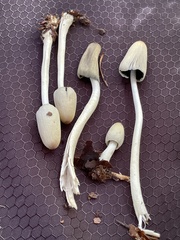 Coprinopsis sylvicola