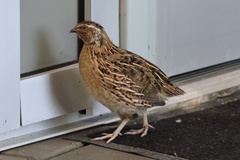 Coturnix japonica