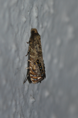 Chrysocentris ditiorana · iNaturalist