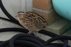 Coturnix japonica