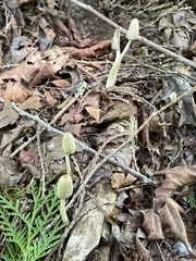 Coprinopsis sylvicola