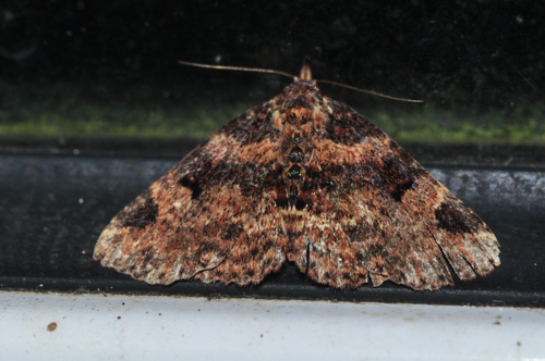 Argyrolopha