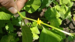 Corchorus siliquosus